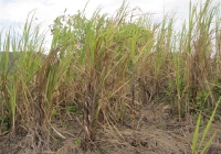 68 la secheresse dans une plantation de canne a sucre